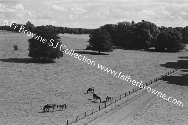 THOROUGHBRED MARES AND FOALS IN PADDOCK